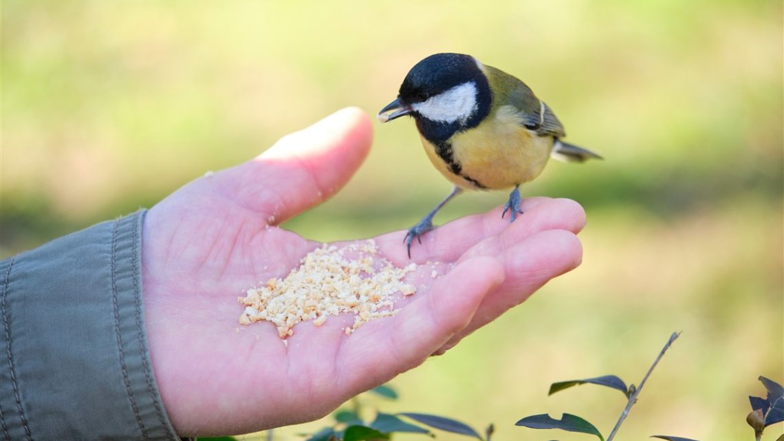 Obtenez des conseils sur la nutrition équilibrée pour les oiseaux exotiques