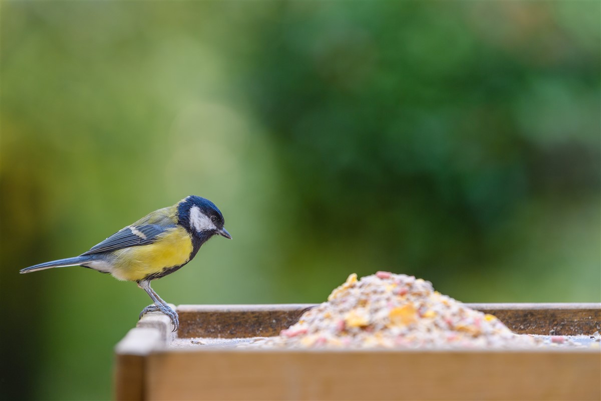 oiseaux exotiques