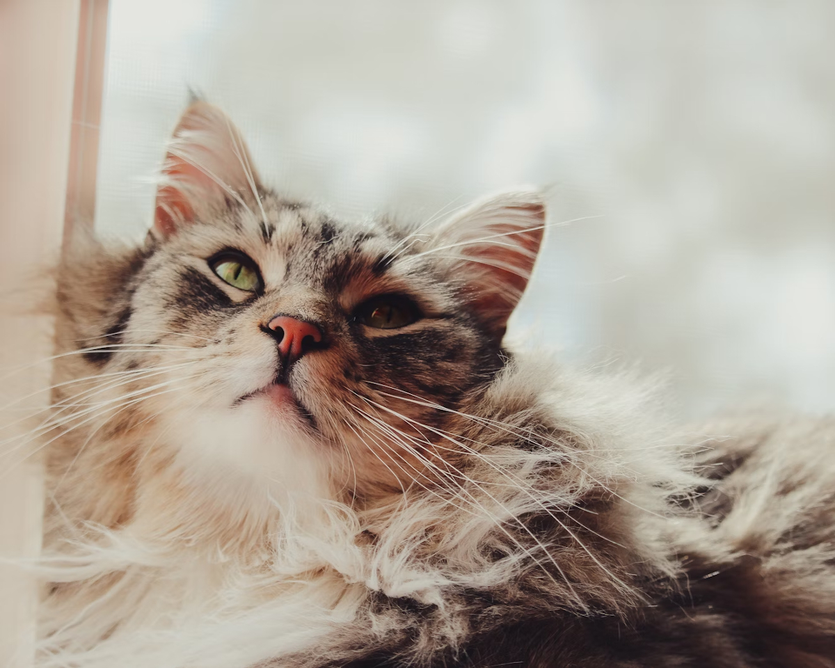 Adoption Maine Coon