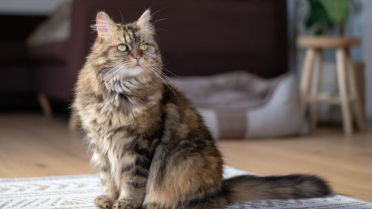 Adoption d’un Maine Coon : conseils et équipements nécessaires