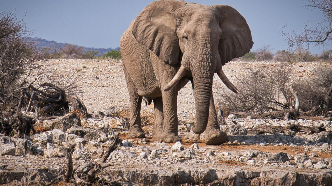 L’éléphant Ahmed a changé notre perception des animaux sauvages