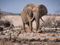 L’éléphant Ahmed a changé notre perception des animaux sauvages